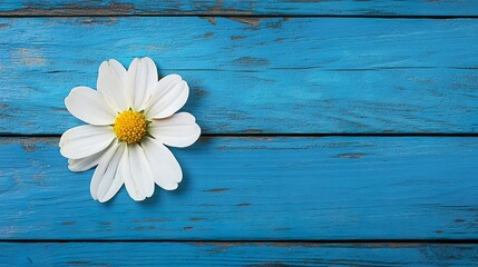 Obraz premium White flower on blue wooden background from top view