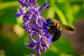 Bee collecting nectar from a purple flower