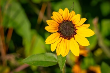 Vibrant yellow sunflower close-up