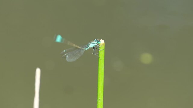 Closeup footage of a damselfly perching on a green plant stem moving its body up and down