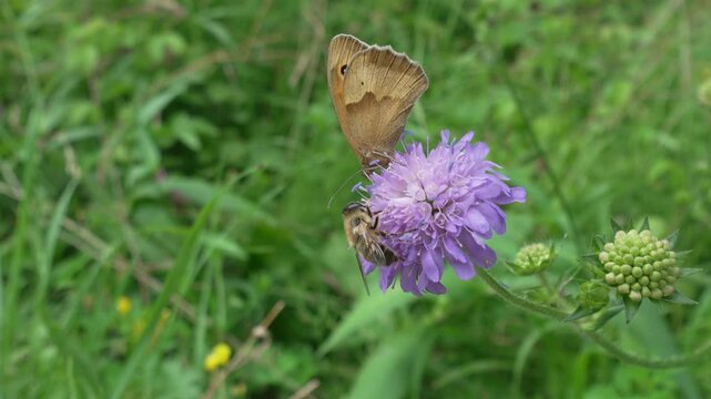 Closeup footage of a dusky heath butterfly feeding on the nectar of a scabious flower in the field