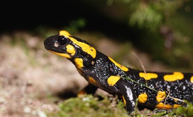Vibrant yellow and black salamander close-up