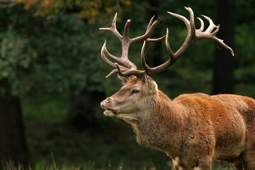 Majestic red deer stag in forest