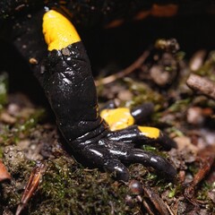 Fire Salamander Foot Close-Up