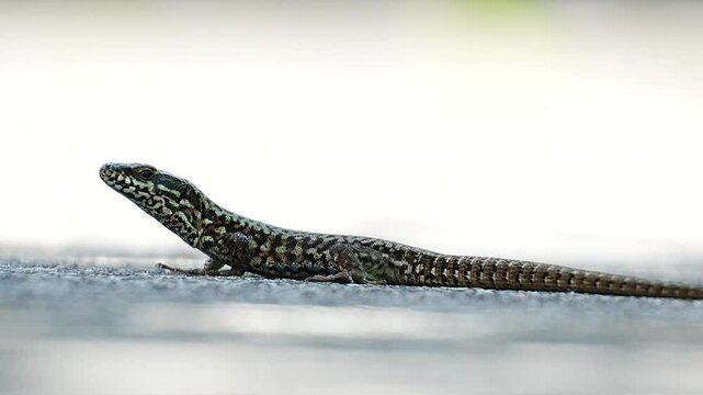 Closeup footage of a common wall lizard (Podarcis muralis), resting on the ground during daytime