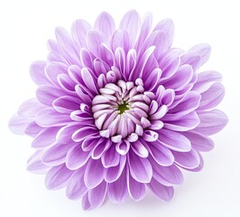Dahlia flower isolated on white background with clipping path. Closeup. Big shaggy flower.