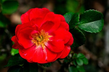 Red flower with the leaves shining in the low light background