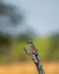 wild multicolor or colourful bird Eurasian or European roller or Coracias garrulus closeup or portrait perched on branch in scenic natural green background at grassland forest of central india asia