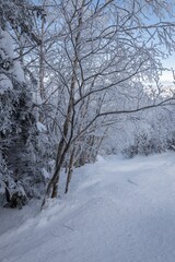 Fototapeta premium Serene winter scene with snow-covered trees, capturing the tranquility of a snowy forest. Vermont