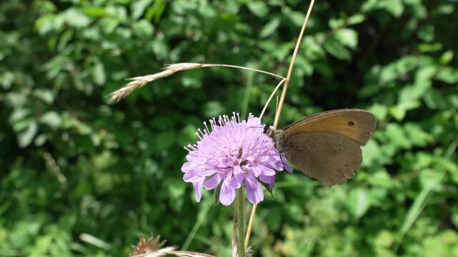 Closeup footage of a dusky heath butterfly feeding on a scabious nectar in the field on a sunny day