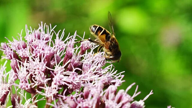 Closeup footage of a honeybee collecting nectar from a hemp-agrimony flowering plant in the garden