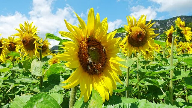 Closeup footage of honeybees gathering nectar from the sunflowers in a field on a sunny day