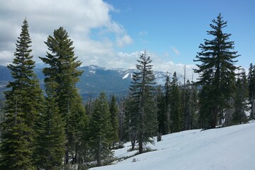 Scenic view of a lush forest with snow-capped mountains under a cloudy sky