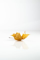 Naklejka premium Closeup of dried autumn leaf with a long stem reflected on a white surface