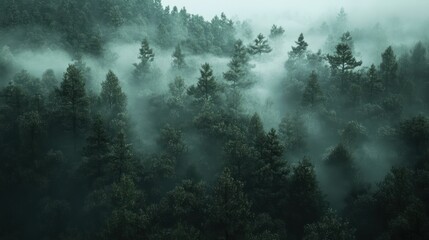 Fototapeta premium Fog rolling over a dense forest in the early morning