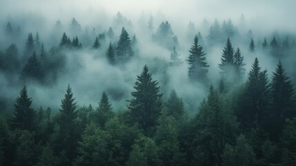 Fog rolling over a dense forest in the early morning