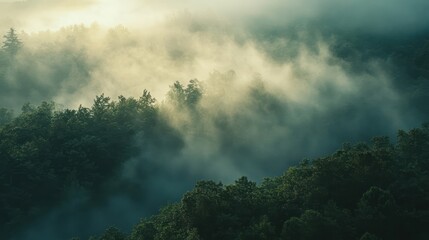 Fog rolling over a dense forest in the early morning