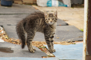 The gray kitten lifted his hair on end and bristled. The kitten  fur bristled, prepared to fight back or run away.