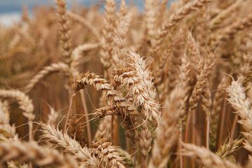 Wheat stalks shimmer softly in the evening light as a peaceful breeze flows through the rippling field.