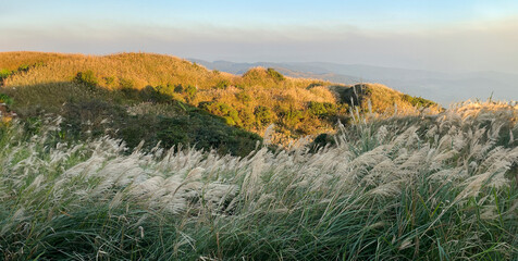 Golden sunset over Yangmingshan's fields of silvergrass swaying gently in the breeze.