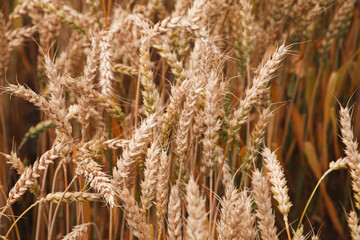 Wheat stalks bend and sway in the warm sunlight, reflecting shades of gold and amber as harvest...
