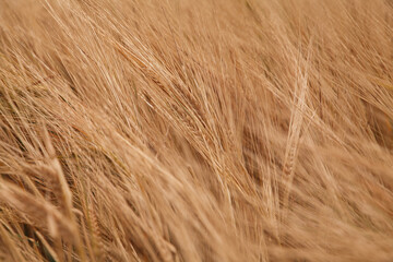 Soft golden waves of wheat dance in the wind, kissed by the sun on a serene summer day in a rural landscape.