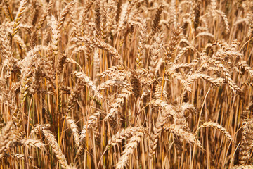 Waves of golden wheat dance in the gentle breeze, illuminated by the warm sunlight on a serene summer day.