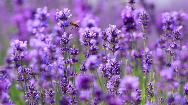 lavender flowers close up