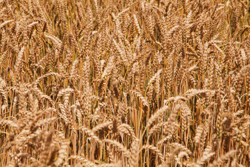 Wheat stalks sway gently in the warm breeze, capturing the golden hues of sunset amidst a fertile landscape.