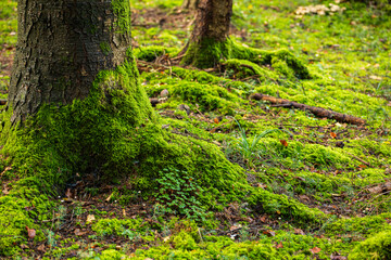 Mossy tree stump roots in a forest. Close up shot, low angle shot, shallow depth of field, no people