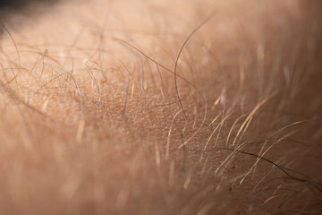 Caucasian man's arm skin and hairs, macro close up sho