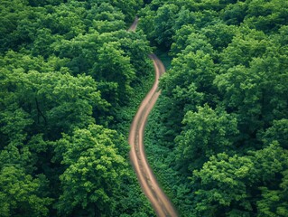 Mist and trees cover the forest trail at dawn, creating a tranquil setting.
