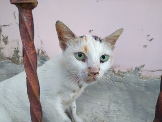 White cat looking at camera look so afraid and confuse