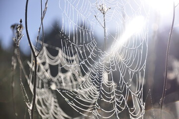 Spinnennetz in der Natur