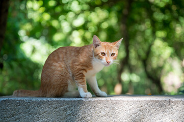 Outdoors, cat sitting on the ground