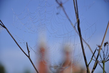 Spinnennetze in der Natur
