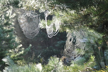 Spinnennetz in der Natur