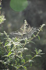 Netze am Morgengrauen 