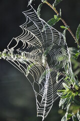 Netze am Morgenrauen