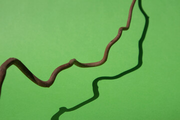 A dry branch on a green 3D background. A place for your product and advertising. The concept of minimalism, cleanliness and ecology.