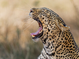 leopard yawning © KENNEDY