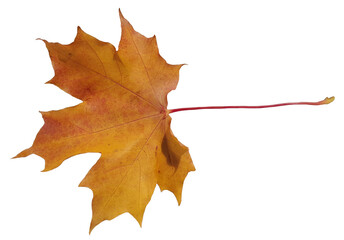 yellow autumn maple leaf isolated on white or transparent background