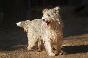 Picardy Shepherd Dog on dark background