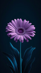 Purple daisy flower with vibrant petals against a dark background, showcasing its detailed texture and elegant green leaves.