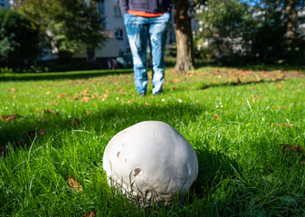 Giant puffball mushroom growing in a city park. Selective focus