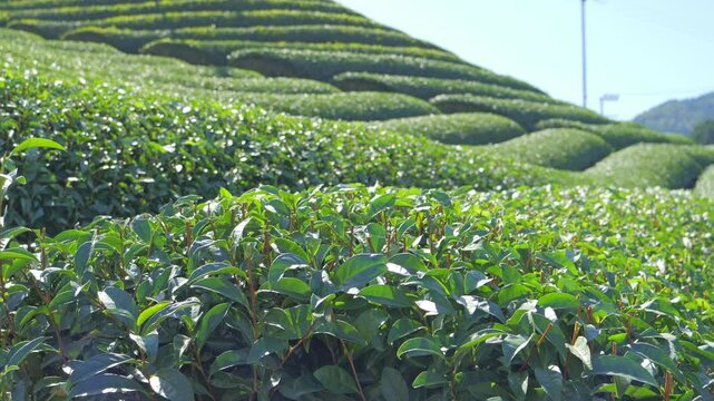 Beautiful Tea fields at Wazuka in Uji, Kyoto