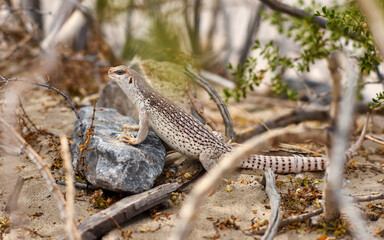 Desert iguana (Dipsosaurus dorsalis) leaning on a stone in Mesquite Flat Sand Dunes in the Death...