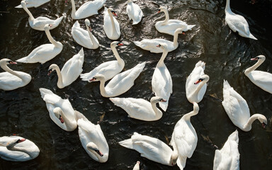 A group of Mute Swans on the River Great Ouse in Bedford, England