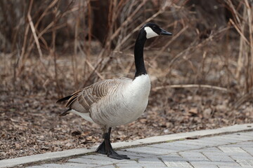 lone Canada goose standing on the edge of paved patio