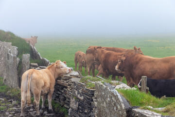Limousin cows stand by a weathered stone wall in a fog-covered field near the Cliffs of Moher in County Clare, Ireland